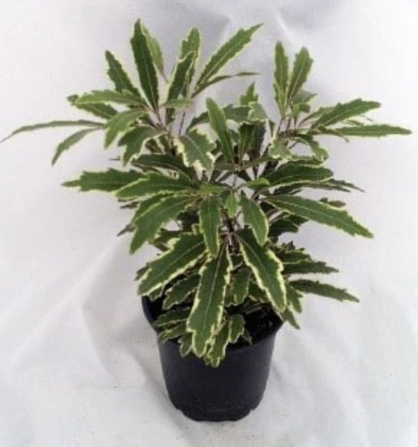 بليراندرا إليجانتيسيما "بيانكا" - Plerandra elegan...