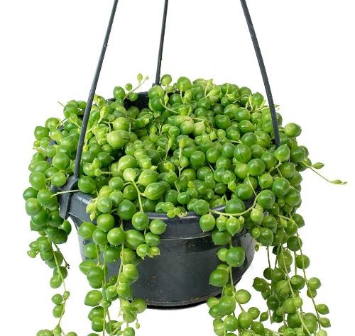 سينيسيو روليانوس - Senecio rowleyanus