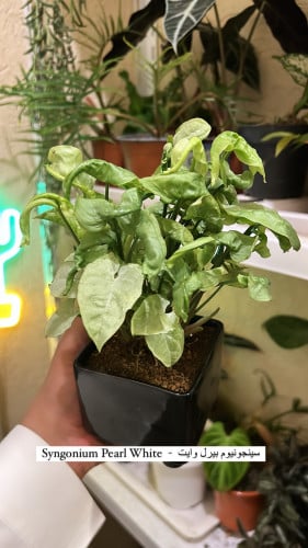 Syngonium Pearl White - سينجونيوم بيرل وايت