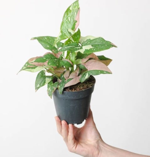 Syngonium Red Spot Tricolor- سينجونيوم ثلاثية الأل...