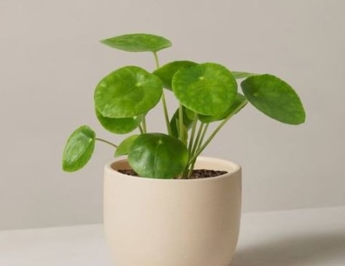 بيليا بيبيميورديس - Pilea peperomioides