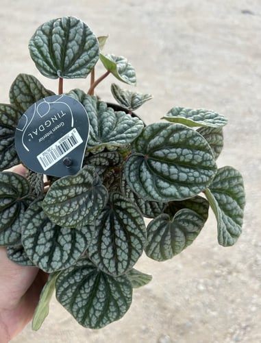 Peperomia Burbella - بيبروميا بوربيلا