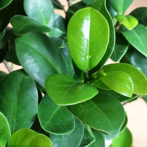 فيكس جنسنغ بونساي - Bonsai Ficus Ginseng