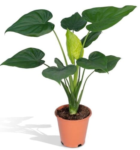 ألوكاسيا كوكولاتا - Alocasia Cucullata