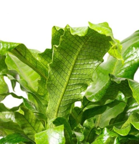 Microsorum musifolium Crocodyllus - سرخس التمساح