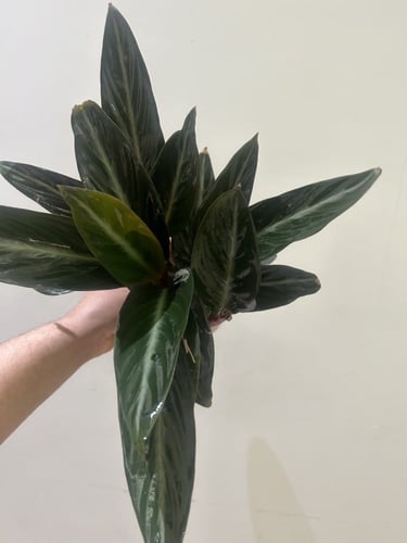 سترومانث سينقونيا سترايب ستار - Stromanthe sanguin...