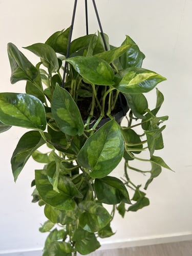 Pothos Epipremnum Aureum ( Global Green ) - ابيبري...