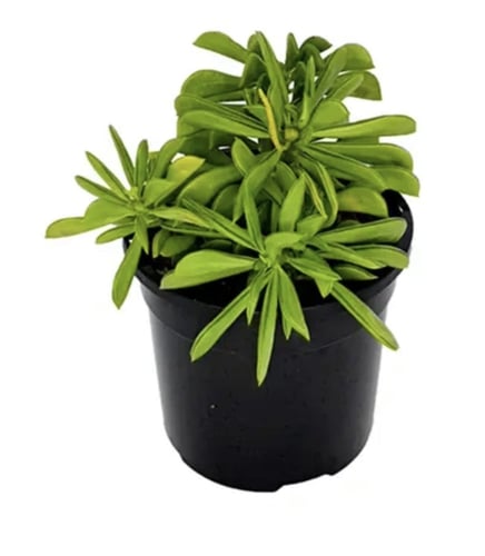 Peperomia dolabriformis- بيبيروميا دولابريفورميس