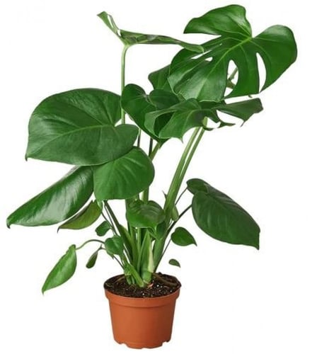 مونستيرا دليسوزا القفص الصدري - Monstera Deliciosa