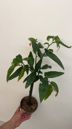 بيجونيا تامايا - Begonia Tamaya