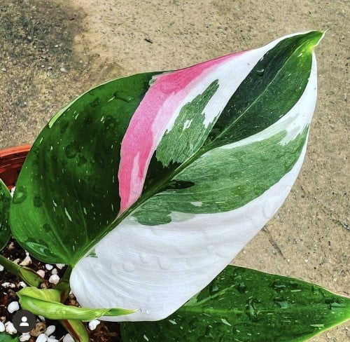 Philodendron White Pink Princess - فيلوديندرون الأ...