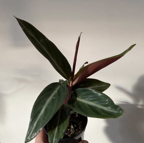 سترومانث سينقونيا سترايب ستار - Stromanthe sanguin...