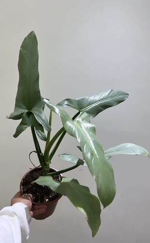فيلوديندرون هاستاتوم "السيف الفضي" -Philodendron H...