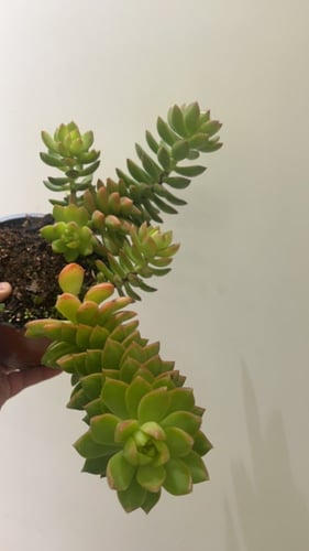 Sedum adolphi Golden Glow - سيدوم أدولفي التوهج ال...
