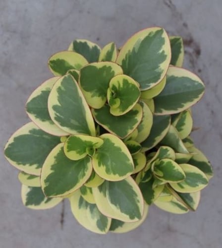 Peperomia obtipan Bicolor