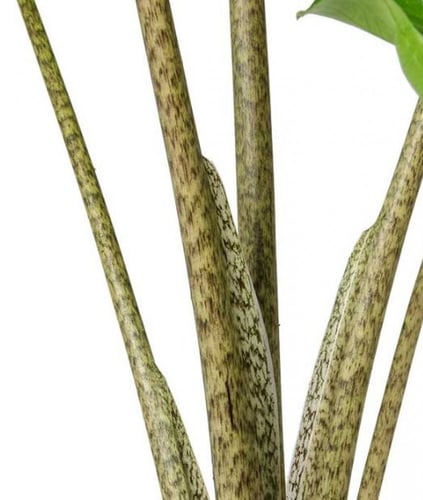 Alocasia Stingray - Elephant Ear - ألوكاسيا ستينغر...