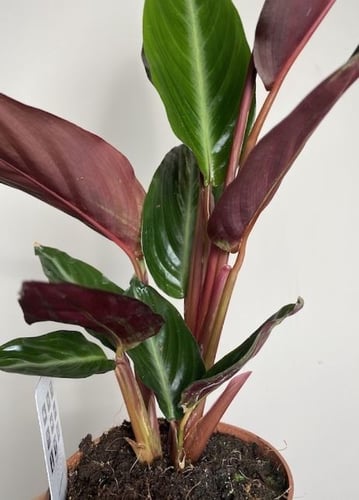 سترومانث سينقونيا سترايب ستار - Stromanthe sanguin...