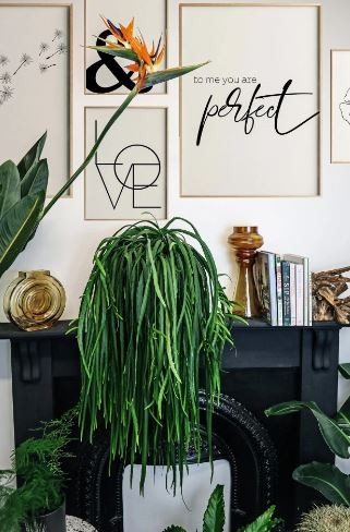 Lepismium Bolivianum - بوليفيانوم الليبيزموم