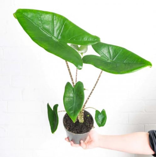 Alocasia zebrina Tiger - ألوكاسيا زيبرينا