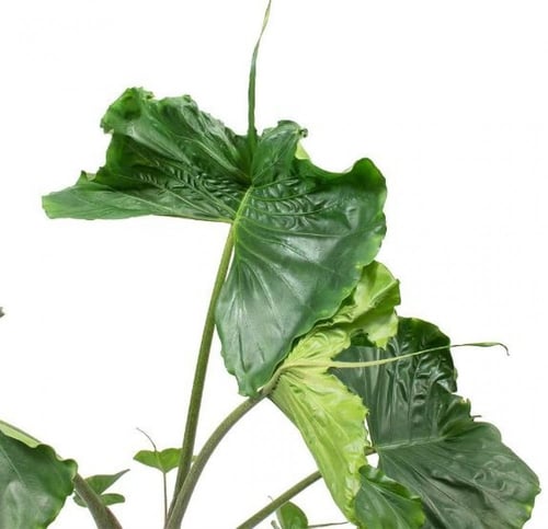 Alocasia Stingray - Elephant Ear - ألوكاسيا ستينغر...