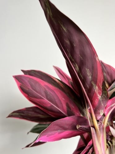 كلاثيا سترومانثي سينقونيا تريوستار -Stromanthe san...