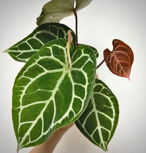 Anthurium Crystallinum - أنثوريوم كرستلاينم