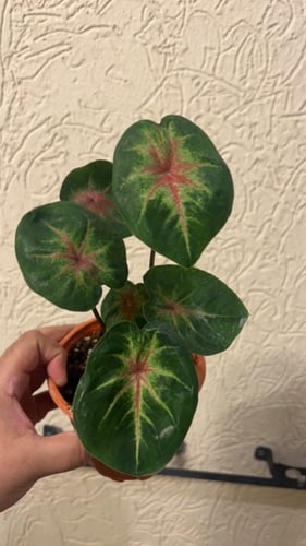 Caladium Pink Lady - كالاديوم السيدة الوردية