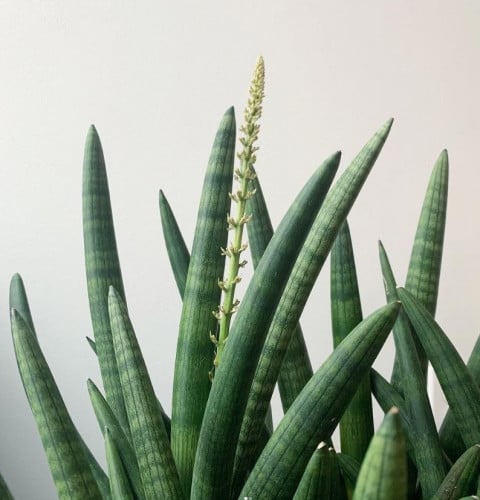 صبار نجمة البحر - سنسفيريا سيلرنكا بانسل - Sansevi...