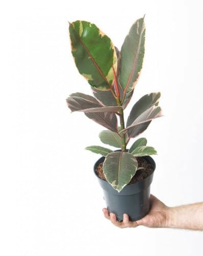Ficus Elastica Belize - فيكس إيلاستيكا بليزز
