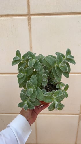 Tradescantia Sillamontana- ترادسكانتيا سيلامونتانا