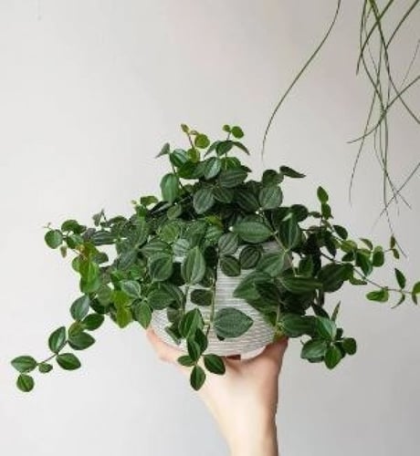 Peperomia angulata - ببروميا أنغولاتا