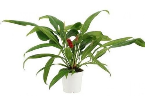 Anthurium Bakeri - أنثوريوم باكري