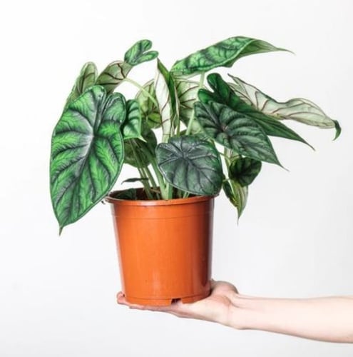 ‏Alocasia Dragon Scale - ألوكاسيا التنين الأخضر