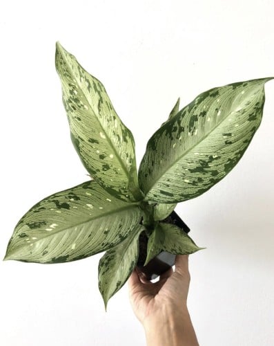 دفنباخيا تيكي - Dieffenbachia Tiki
