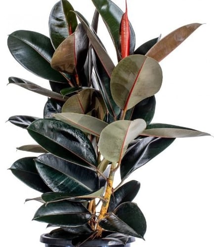 FICUS ELASTICA BURGUNDY - فيكس إيلاستيكا بورجندي