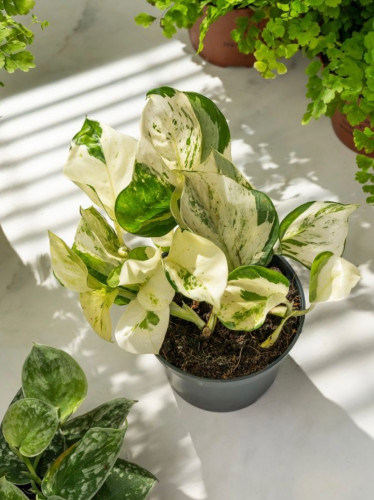 Manjula Pothos Epipremnum Happy Leaf -ابيبريمنيوم...