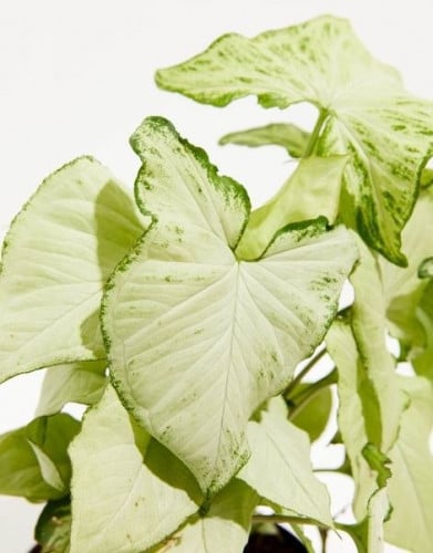 Syngonium Holly - سينجونيوم هولي