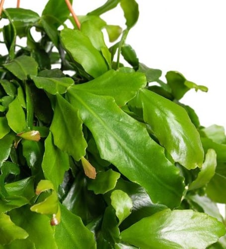 Rhipsalis crispata - ريبسلس كريسباتا