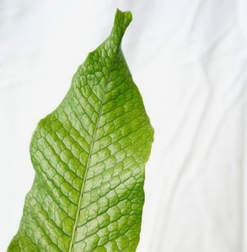 Microsorum musifolium Crocodyllus - سرخس التمساح