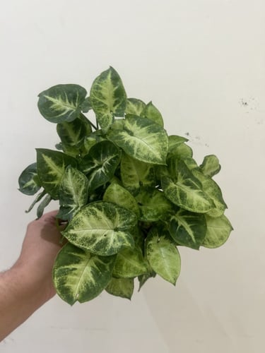 سينجونيوم بيكسي - Syngonium Pixie