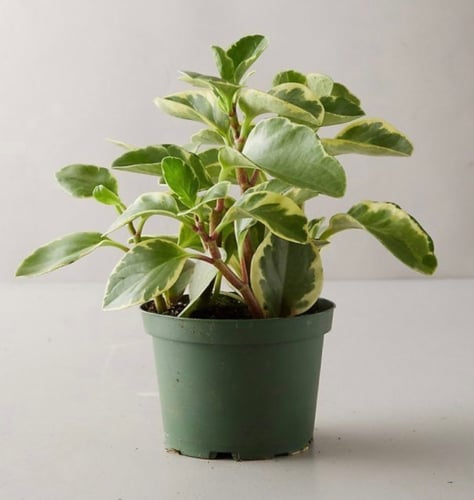 Peperomia obtipan Bicolor