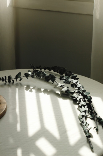 أغصان أوكالبتوس طبيعية مجففه