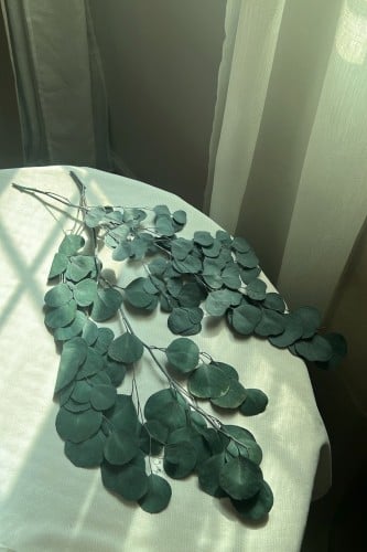 أغصان أوكالبتوس مجففه