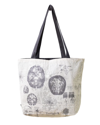 شنطه تشريح الدماغ