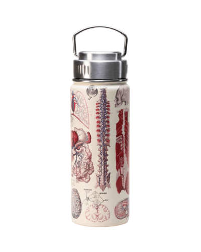 قارورة تشريج الجسم البشري