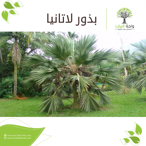 بذور لاتانيا