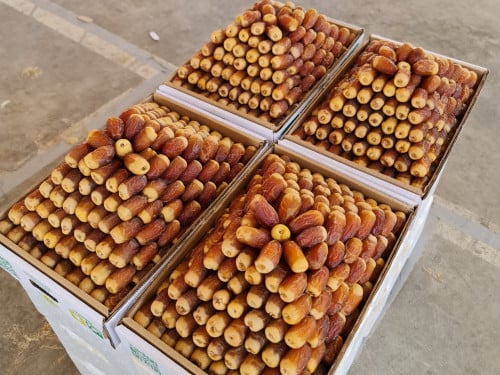 كرتون صقعي ملكي مطوق فاخر 7 كيلو