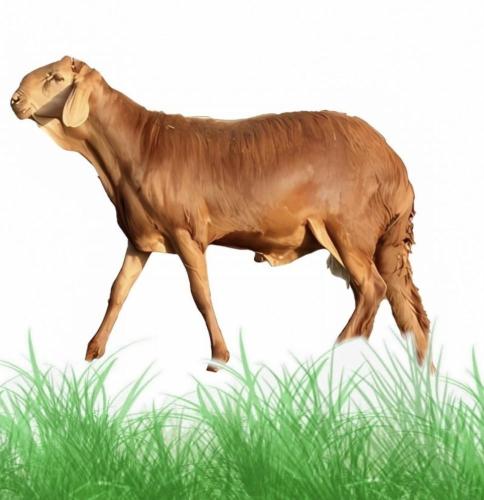 سواكني