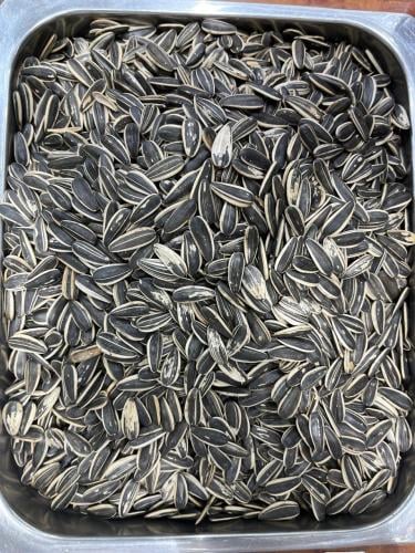 حب شمسي مقلي الكيلو