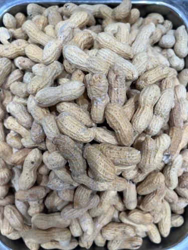 سبال مالح الكيلو